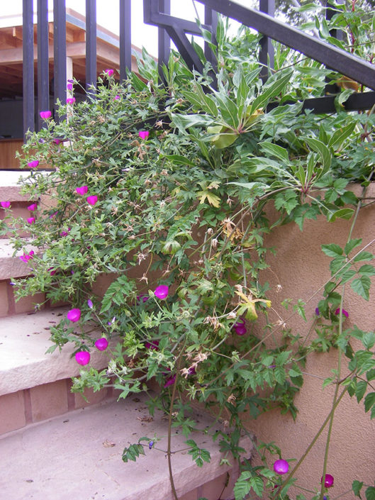 Santa Fe landscape and garden designer