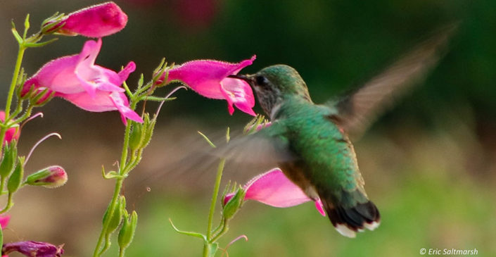 cheerful pollinator garden hummingbird