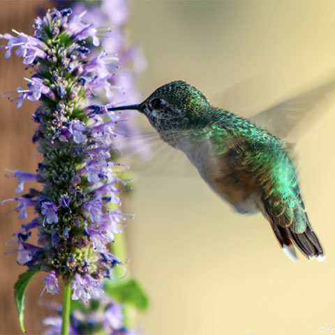 santa fe landscape design hummingbird
